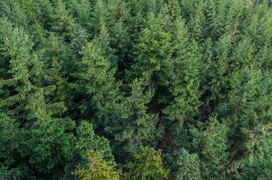 Conifer Tree Background Texture